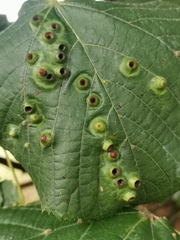 Didymomyia tiliacea