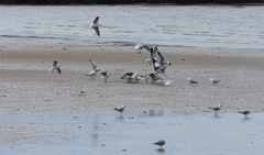 Chroicocephalus novaehollandiae