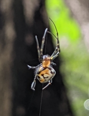 Leucauge fastigata