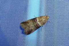 Acrobasis tumidana