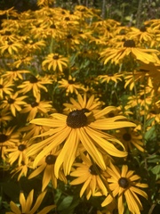 Rudbeckiinae