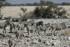 Equus quagga burchellii