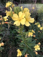 Oenothera biennis