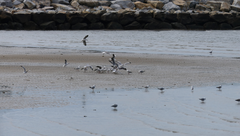 Chroicocephalus novaehollandiae