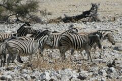Equus quagga burchellii