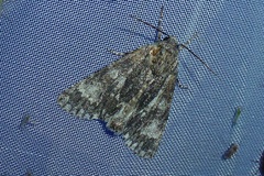 Acronicta megacephala
