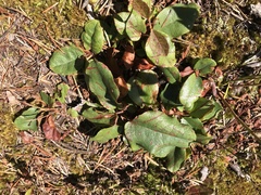 Epigaea repens