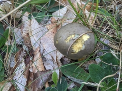 Retiboletus