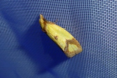 Agapeta zoegana