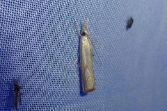 Agriphila geniculea