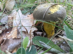 Retiboletus