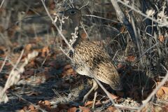 Eupodotis ruficrista