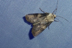 Agrotis puta