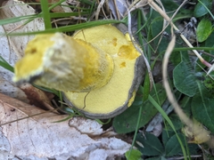 Retiboletus