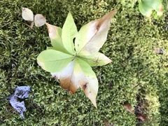 Lysimachia borealis