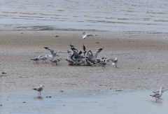 Chroicocephalus novaehollandiae