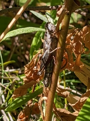 Melanoplus oreophilus