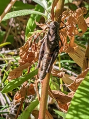 Melanoplus oreophilus
