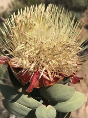 Protea glabra