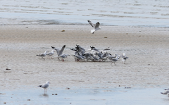 Chroicocephalus novaehollandiae