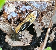 Vespula germanica