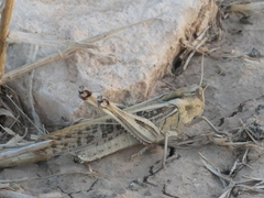 Locusta migratoria
