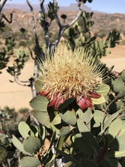 Protea glabra