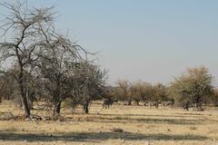 Equus quagga burchellii
