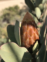 Protea glabra