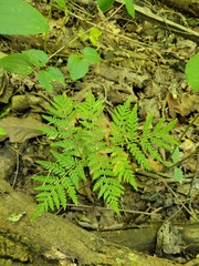 Botrypus virginianus