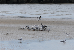 Chroicocephalus novaehollandiae