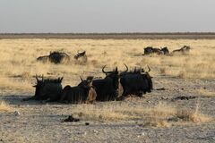 Connochaetes taurinus taurinus