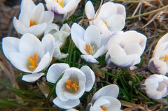 Crocus