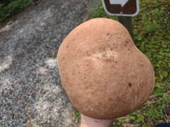 Tylopilus rubrobrunneus