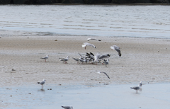 Chroicocephalus novaehollandiae