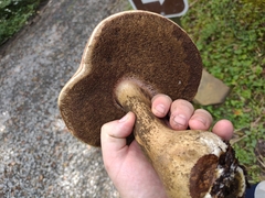 Tylopilus rubrobrunneus