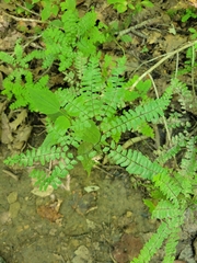 Adiantum pedatum