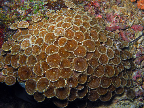 Sunray zoanthid