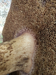 Tylopilus rubrobrunneus