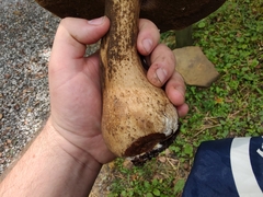 Tylopilus rubrobrunneus