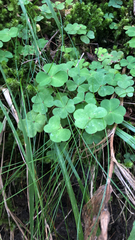 Oxalis acetosella