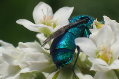 Chrysidini