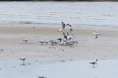 Chroicocephalus novaehollandiae