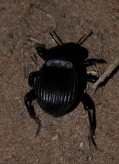 Gonopus
