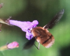 Bombylius major