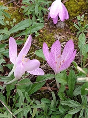 Colchicum bivonae