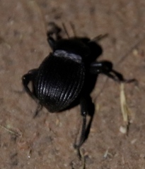 Gonopus