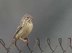 Emberiza hortulana