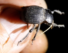 Gonopus
