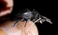 Gonopus